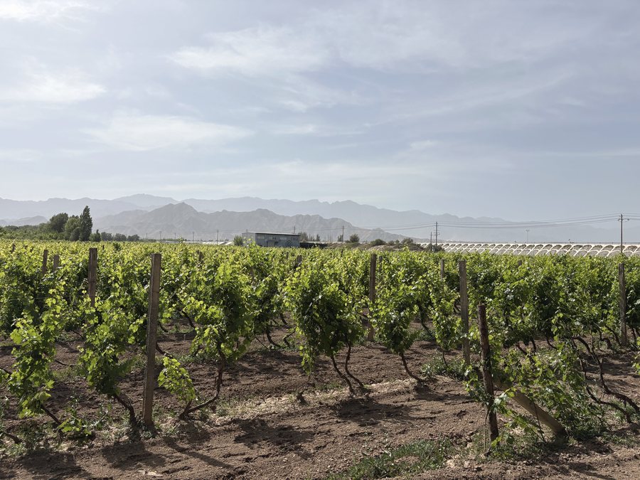 Vineyard rows, Ningxia