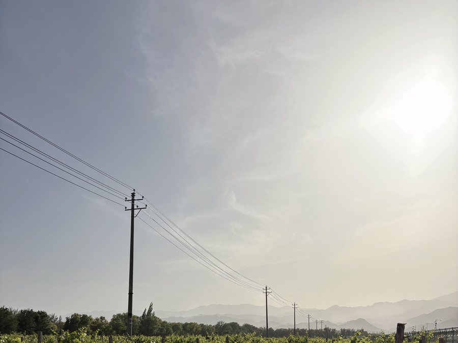 Ningxia vineyard