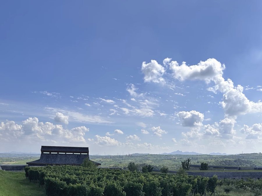 Shandong coastal vineyard